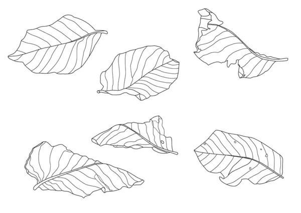 Skeletal Φύλλα Ξηρό Φύλλο Επένδυση Σχεδιασμό Λευκό Φόντο Εικονογράφηση Διάνυσμα — Φωτογραφία Αρχείου
