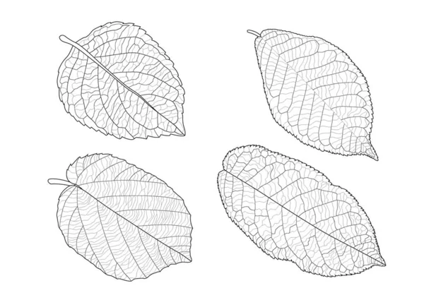 Blätter Linie Einzelnes Blatt Und Blatt Muster Schwarz Bringen Zur — Stockfoto