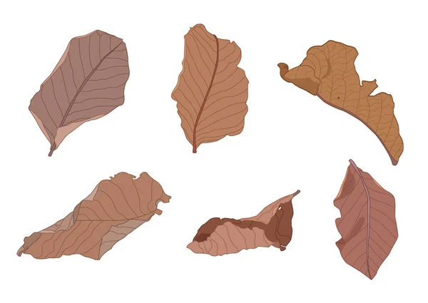 일러스트 벡터에 갈색마른 나뭇잎 페인팅 — 스톡 사진