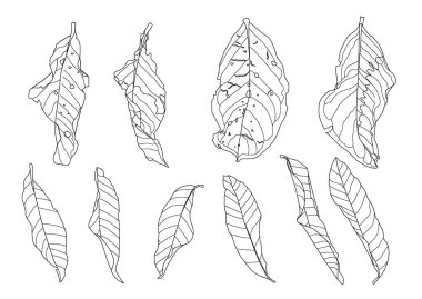 Beyaz arkaplan illüstrasyon vektöründe iskelet yaprakları kuru.