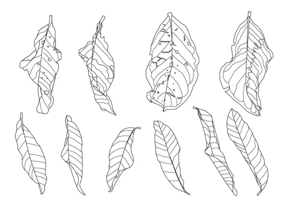 Skeletal Leaves Dry Leaf Lined Design White Background Illustration Vector — Stock Photo, Image