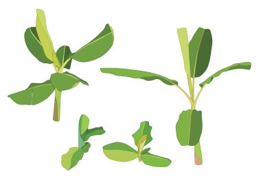 Beyaz arkaplan çizim vektöründe muz ağacı rengi