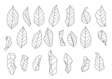 Beyaz arkaplan illüstrasyon vektöründe iskelet yaprakları kuru.