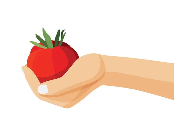 Fruto Tomate Fresco Mão Humana Sobre Fundo Branco Ilustração Vetor — Fotografia de Stock
