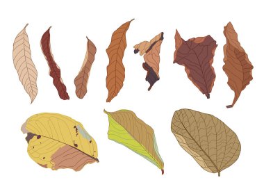 beyaz arkaplan çizim vektöründe kahverengi yaprak boyası