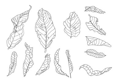 Beyaz arkaplan illüstrasyon vektöründe iskelet yaprakları kuru.