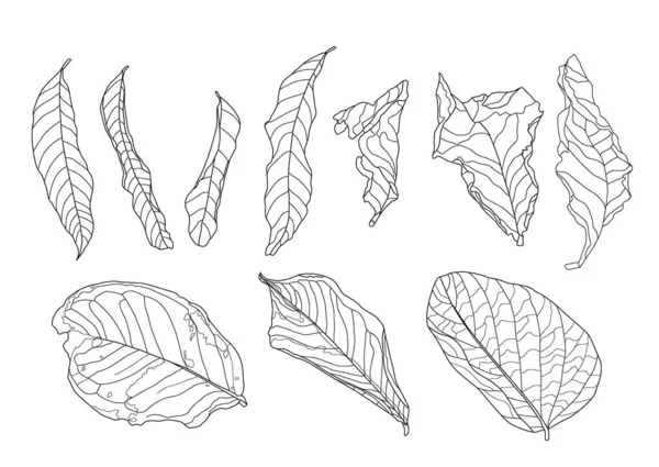 Skeletal Leaves Dry Leaf Lined Design White Background Illustration Vector — Stock Photo, Image