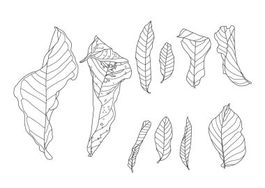 Beyaz arkaplan illüstrasyon vektöründe iskelet yaprakları kuru.