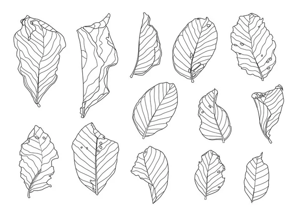 骨格の葉乾燥した葉は白い背景イラストベクトルに並んでデザイン — ストック写真