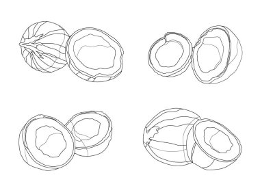 Beyaz arkaplan resimleme vektöründe taze hindistan cevizi meyvesi 