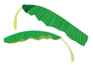 Beyaz arkaplan illüstrasyon vektöründe taze yeşil muz yaprağı