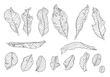 Beyaz arkaplan illüstrasyon vektöründe iskelet yaprakları kuru.