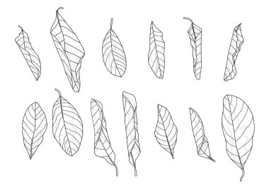 Beyaz arkaplan illüstrasyon vektöründe iskelet yaprakları kuru.