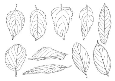 Çizgi tek yaprak ve yaprak deseni siyah beyaz arkaplan illüstrasyon vektörünü renklendirmek için getirir