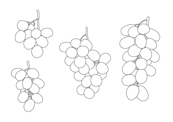 Vonal Szőlő Ribizli Mazsola Gyümölcs Fehér Háttér Illusztráció Vektor — Stock Fotó