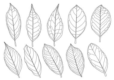 Çizgi tek yaprak ve yaprak deseni siyah beyaz arkaplan illüstrasyon vektörünü renklendirmek için getirir