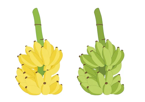 Zöld Sárga Banán Gyümölcs Nyers Érett Fehér Háttér Illusztráció Vektor — Stock Fotó