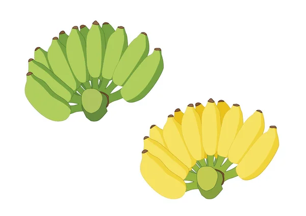 Zöld Sárga Banán Gyümölcs Nyers Érett Fehér Háttér Illusztráció Vektor — Stock Fotó