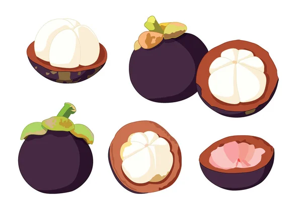 Mangostan Frucht Auf Weißem Hintergrund Illustration Vektor — Stockfoto