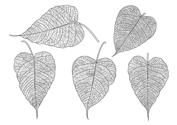 Leaves Line Single Leaf Bodhi Isolated Leaf Pattern Black Bring — Stock Photo, Image
