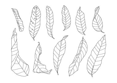 Beyaz arkaplan illüstrasyon vektöründe iskelet yaprakları kuru.
