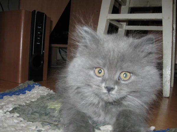 Langhaarige Kleine Britische Katze Liegt Auf Dem Teppich Und Blickt — Stockfoto