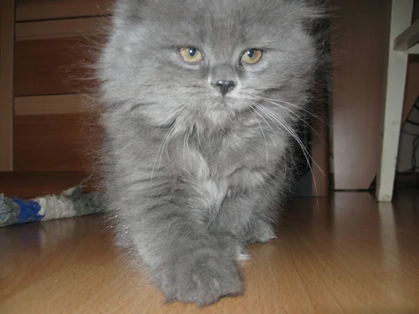 Longhair British Little Gloomy Cat Going Somewhere — Stock Photo, Image