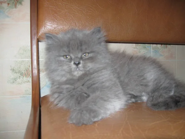 Longhair Britânico Pequeno Gato Encontra Sofá — Fotografia de Stock