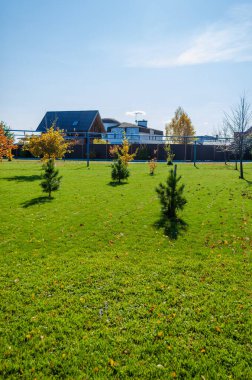 Yeşil bir çayırda Noel ağaçları