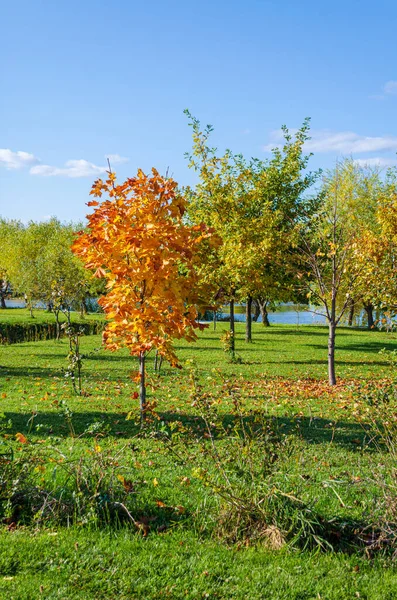 Der Baum hat gelbe und rote Blätter — Stockfoto