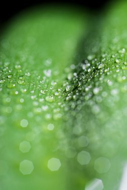 Damlalar yapraklarda