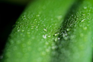 Damlalar yapraklarda