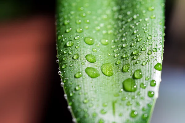 Damlalar yapraklarda