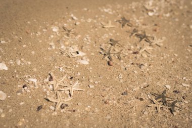 Bej rengi geyik yavrusu, güzel doğa arka plan tasarımı tatil köyü kaplıcası rahatlaması için ekran koruyucu duvar kağıdı. Birçok küçük deniz yıldızı deniz kabuğu okyanus biyografisi sahil deniz kum yüzeyine yumurtlarlar. Boşluğu kopyala