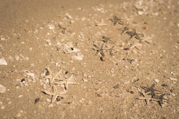 Beige fawn brown beautiful nature background design screensaver web wallpaper for resort spa relax. A lot small starfish seashell ocean biomes placed spawn on beach sea sand surface. Copy space — Stock Photo, Image