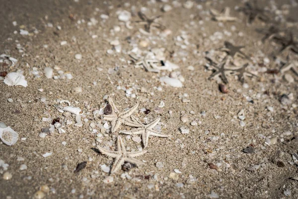 Dark Beige fawn brown beautiful nature background design screensaver web wallpaper for resort spa relax. A lot small starfish seashell ocean biomes placed spawn on beach sea sand surface. Copy space — Stock Photo, Image