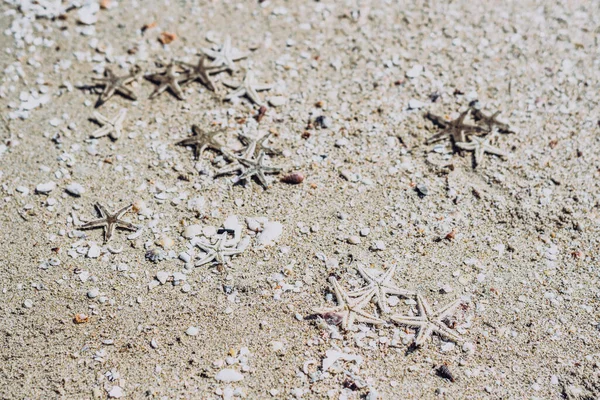Бежевый живот коричневый красивый дизайн природы заставки веб-обои для курортного спа расслабиться. Многие мелкие морские морские морские раковины помещают нерест на поверхность морского песка. Копирование пространства — стоковое фото
