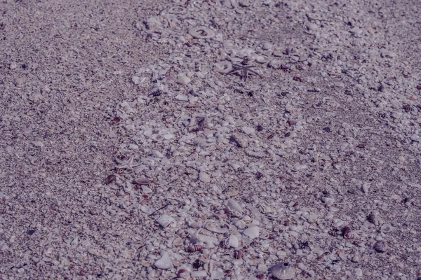 핑크 플로이드는 리조트 스파에서 휴식을 취하기 위한 스크린 세이버 웹 벽지를 디자인 했다. 수많은 작은 불가사리 해 양 생물들이 해변 모래 표면에 알을 낳았습니다. 복사 공간 — 스톡 사진