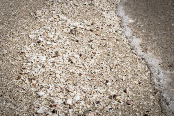 Bézs fawn barna gyönyörű természet háttér tervezés képernyővédő web tapéta üdülőhely spa pihenni. Egy csomó kis tengeri tengeri tengeri tengeri tengeri tengeri biomassza ivadékot helyezett el a tengerparti homok felszínén. Vízperemhab — Stock Fotó