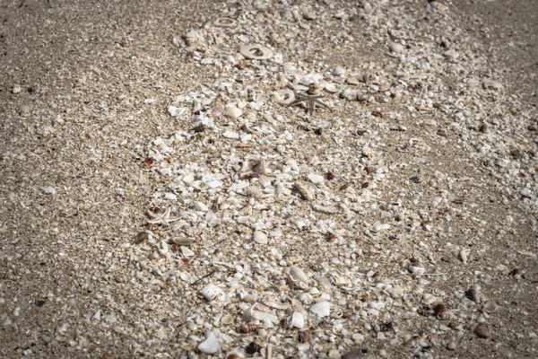 Beige fawn brown beautiful nature background design screensaver web wallpaper for resort spa relax. A lot small starfish seashell ocean biomes placed spawn on beach sea sand surface. Copy space — Stock Photo, Image