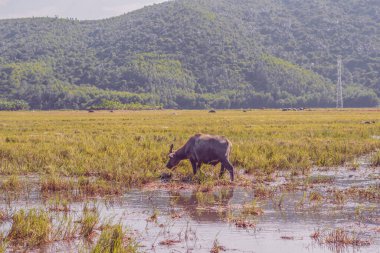 Su Bufalosu ayakta duruyor pirinç otlağı çayır güneşi, ormanlı dağlar, berrak gökyüzü. Manzara, doğanın güzelliği hayvanların yaz sonu sonlarında sonbahar günü konsepti.
