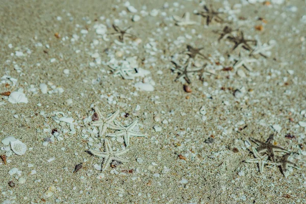 Beige fawn brown beautiful nature background design screensaver web wallpaper for resort spa relax. A lot small starfish seashell ocean biomes placed spawn on beach sea sand surface. Copy space — Stock Photo, Image