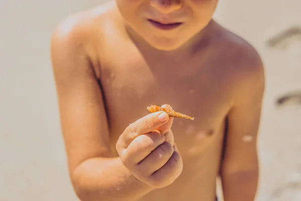 Új világ felfedezése gyermek által. Felismerhetetlen gyerek fiú talál show tengeri kagyló a tenyér kis ujjak, közel kamera. Törékenység egyszerű élet rejtély pillanatok, természet oktatás, turizmus koncepció — Stock Fotó