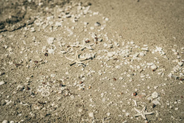 Beige fawn brown beautiful nature background design screensaver web wallpaper for resort spa relax. A lot small starfish seashell ocean biomes placed spawn on beach sea sand surface. Copy space — Stock Photo, Image