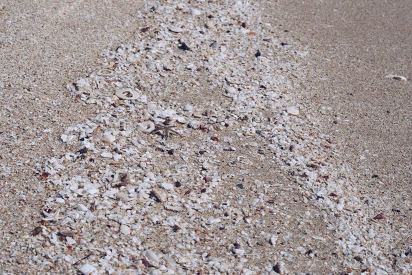 베이지는 리조트 스파의 휴식을 위한 스크린 세이버 웹 벽지 디자인을 한 갈색의 아름다운 자연 풍경을 연기 했다. 수많은 작은 불가사리 해 양 생물들이 해변 모래 표면에 알을 낳았습니다. 복사 공간 — 스톡 사진