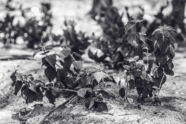 Black White No Colour toned plants with small leaves growing on sand background. Flora botani. Rarity, unobtrusiveness, kesederhanaan untuk desain web konsep screensaver wallpaper. Gelap sedih suasana — Stok Foto