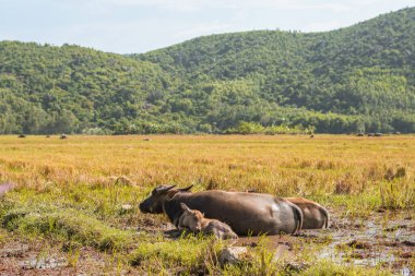 Su Bufalosu Ailesi ve buzağı birlikte otlar birlikte otlar çayır güneşi, ormanlık arka plan, açık gökyüzü yansıması. Peyzaj manzarası, güzellik doğa hayvanları yaz mevsiminin ilk bahar günleri konsepti