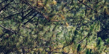 BANNER Gerçek doğa kompozisyon arka planı. Yakın plan yeşil çam ağacı dikenli dallar, iğne şeklinde uzun yapraklar, koniler. Evergreen kozalaklı. Sakin gölge, güneşli gün ya da akşam yaz havası.