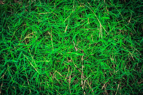 Abstraktní přírodní pozadí. Kolekce s různými barevnými odstíny zelené trávy, kopírovací prostor. Léto čerstvé a fotbalové nálady. Pro design tapety na pozadí spořiče obrazovky. Živá kyselina — Stock fotografie