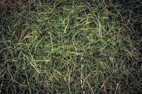 Абстрактный естественный фон. Коллекция с различными цветовыми оттенками зеленой травы, копировальная площадка. Лето свежее и футбольное настроение. Для дизайна заставки обои веб-фон — стоковое фото
